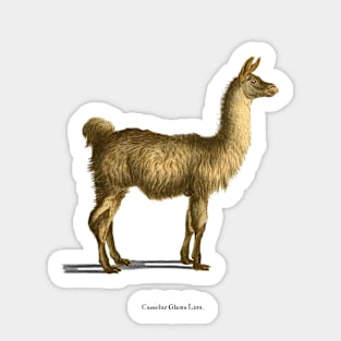 For the love of Llamas Sticker